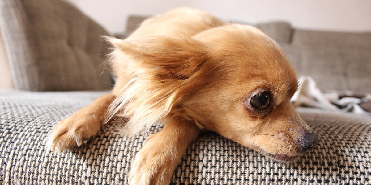 How to Clean Pet Urine Out of Your Carpet A StepbyStep Guide